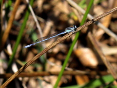 Pseudagrion kersteni