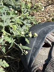 Parthenium hysterophorus