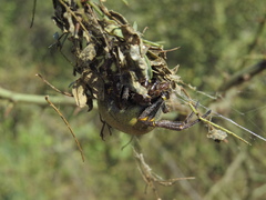 Parawixia bistriata