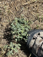 Parthenium hysterophorus