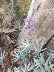 Lupinus elatus