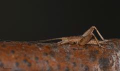 Arachnocephalus vestitus