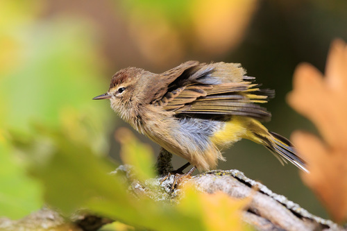 Palm Warbler