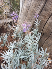 Lupinus elatus