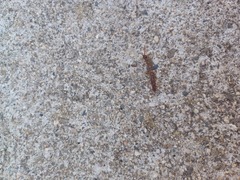 Lithobius forficatus