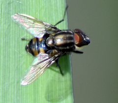 Stomorhina