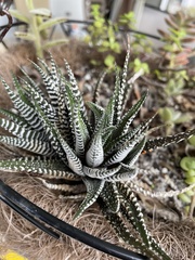 Haworthiopsis