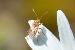 Stictopleurus punctiventris