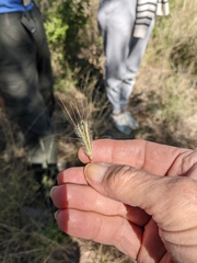 Dichanthium sericeum