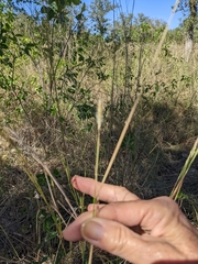 Dichanthium sericeum