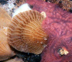 Isognomon perna