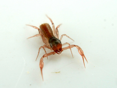 Chthonius ischnocheles