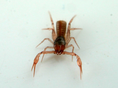 Chthonius ischnocheles