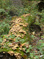 Pholiota microspora