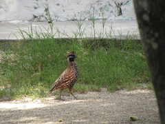 Colinus nigrogularis