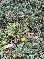Taraxacum