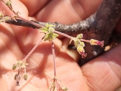 Commiphora