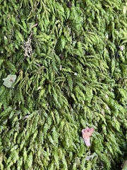 Pseudanomodon attenuatus