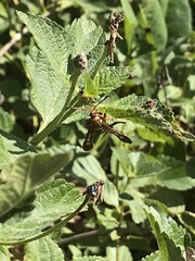 Sesiidae