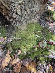 Pseudanomodon attenuatus