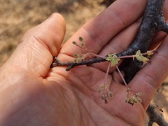 Commiphora