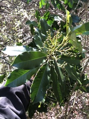 Photinia serratifolia