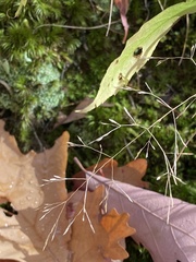 Agrostis perennans