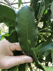 Photinia serratifolia