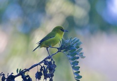 Chlorodrepanis virens wilsoni