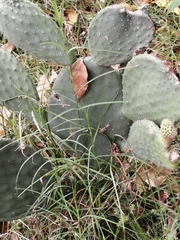 Opuntia ficus-indica