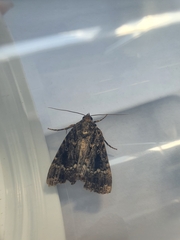 Amphipyra pyramidea