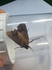 Amphipyra pyramidea