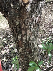 Photinia serratifolia