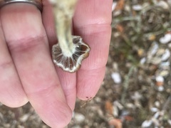 Psilocybe cyanescens