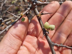 Commiphora