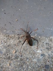 Notobitus meleagris