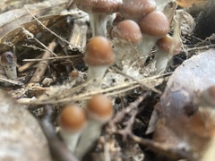 Psilocybe cyanescens