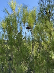 Pinus halepensis