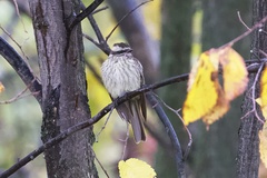 Empidonomus varius