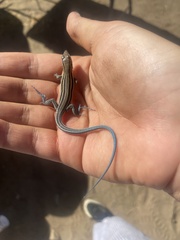 Aspidoscelis hyperythrus