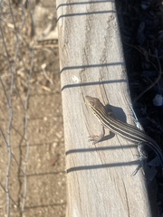 Aspidoscelis hyperythrus