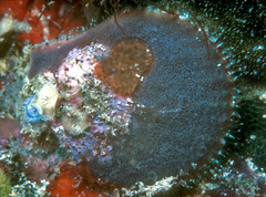 Laevichlamys cuneata