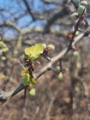 Commiphora