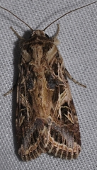 Spodoptera littoralis