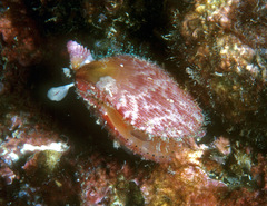 Laevichlamys cuneata