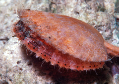 Laevichlamys cuneata