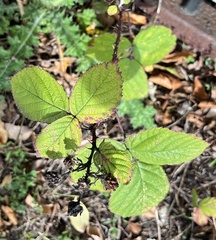 Rubus armeniacus