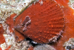 Laevichlamys cuneata