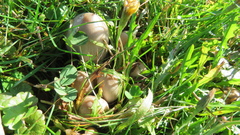 Coprinopsis atramentaria