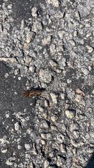 Neoscapteriscus vicinus